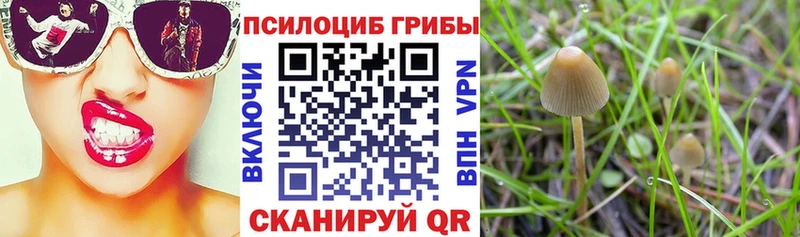 блэк спрут   Ковдор  Псилоцибиновые грибы мицелий 